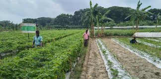 যশোরে মালচিং পদ্ধতিতে সবজি চাষে বিপ্লব: কম খরচে বাম্পার ফলনে ঝুঁকছেন কৃষকেরা