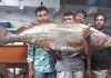 বাগেরহাটে সাড়ে ২২ কেজির ‘ধাতিনা ভোল’ বিক্রি হলো ৩ লাখ ৫৫ হাজার টাকায়