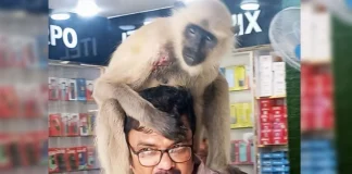 সাংবাদিককে কাঁধের ক্ষত দেখালো হনুমান, ফার্মেসিতে নিয়ে চিকিৎসা