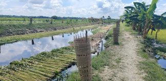 কেশবপুরে খাল পুনঃখননে ‘পুকুরচুরি’, ৫ টাকার গাছে ৫০১ টাকার ভাউচার!