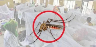 ডেঙ্গুতে ৩ জনের মৃত্যু, হাসপাতালে ৮০৫