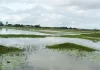 খাল থাকলেও জলাবদ্ধতার কবলে হাজার বিঘা ফসলি জমি