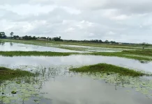 খাল থাকলেও জলাবদ্ধতার কবলে হাজার বিঘা ফসলি জমি