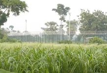 সীমান্তে বিএসএফ’র গুলিতে বাংলাদেশি যুবক আহত