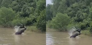 লোকালয় থেকে ছাগল ধরে খেল সুন্দরবনের কুমির, ভিডিও ভাইরাল