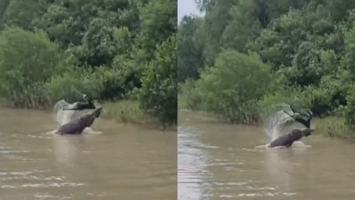 sundarbon-croco-1785586156
