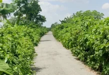 টুঙ্গিপাড়ায় ১০ কিলোমিটার সড়ক যেন অপরাধের অভয়ারণ্য