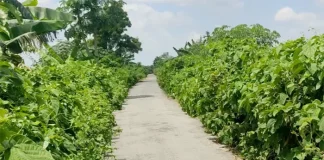 টুঙ্গিপাড়ায় ১০ কিলোমিটার সড়ক যেন অপরাধের অভয়ারণ্য