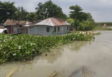 কুষ্টিয়ায় বাড়ছে পদ্মার পানি, নতুন নতুন এলাকা প্লাবিত