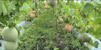 জীবননগরে প্রথম সাম্মাম চাষে নতুন সম্ভাবনা