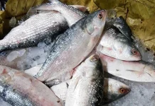 এবার দুর্গাপূজায় ভারতে ইলিশ পাঠাবে না বাংলাদেশ
