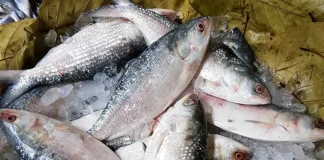 এবার দুর্গাপূজায় ভারতে ইলিশ পাঠাবে না বাংলাদেশ