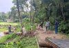 তালায় রাস্তার পাশের ২৫ মেহগনি গাছ কাটার অভিযোগ