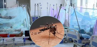 ডেঙ্গুতে আরও ৭ জনের মৃত্যু, হাসপাতালে ১৭৫৩ নতুন রোগী