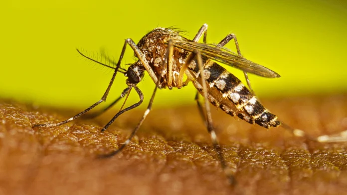 dengue-mosquito