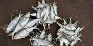 ভারত থেকে বাংলাদেশে টনে টনে ইলিশ আমদানি কেন হচ্ছে
