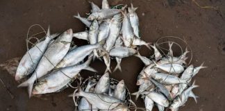 ভারত থেকে ইলিশ আমদানি বন্ধ