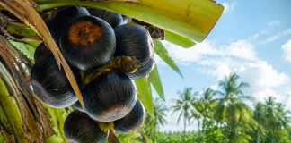 মৌসুমি ফল তালের যত উপকারিতা