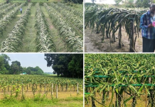 বিদেশি ফল চাষে স্বাবলম্বী হওয়ার স্বপ্ন লোহাগড়ার কৃষকদের