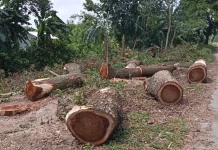 দুই বছর পর পুরোনো দরপত্রে গাছ কাটার তোড়জোড়