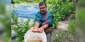 খুলনায় রঙিন মাছ ও সমন্বিত খামারে রাহুলের সাফল্য: অনুপ্রাণিত হচ্ছেন নতুন উদ্যোক্তারা
