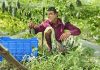 কুষ্টিয়ায় বিষমুক্ত করলা চাষে সাড়া: ভালো ফলনের পরও কম দামে হতাশ কৃষক