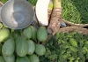 খুলনার বাজারে ফের চড়া সুর: সবজি, মুরগি ও ডিমের দামে নাভিশ্বাস ক্রেতাদের