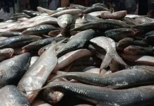 দুর্গাপূজা উপলক্ষে ইলিশ চায় ভারত, নিষেধাজ্ঞা প্রত্যাহারের আহ্বান