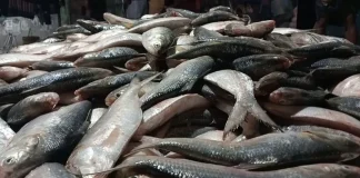 দুর্গাপূজা উপলক্ষে ইলিশ চায় ভারত, নিষেধাজ্ঞা প্রত্যাহারের আহ্বান