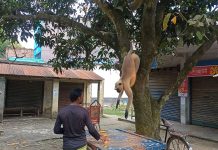 খাবারের খোঁজে লোকালয়ে মুখপোড়া হনুমান