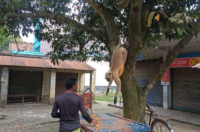 meherpur-3