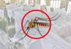 ডেঙ্গুতে আরও ৮ জনের মৃত্যু, হাসপাতালে ২০৩৬