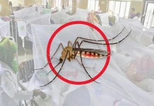 ডেঙ্গুতে আরও ৮ জনের মৃত্যু, হাসপাতালে ২০৩৬