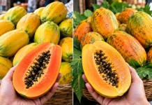 পাকা পেঁপে কেনার আগে যে ৫টি বিষয় খেয়াল রাখবেন