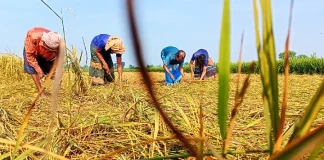 আমনের বাম্পার ফলনেও হাসি নেই কৃষকের মুখে