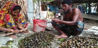 নড়াইলের বিভিন্ন বিলে শামুক কমছে, হুমকির মুখে অতিথি পাখি