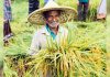 কৃষিঋণ মওকুফে চাঙ্গা হচ্ছে গ্রামীণ অর্থনীতি: স্বস্তিতে ১৪ লাখ কৃষক