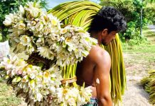 গোপালগঞ্জে বছরে কোটি টাকার শাপলা বিক্রি