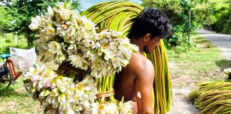 গোপালগঞ্জে বছরে কোটি টাকার শাপলা বিক্রি