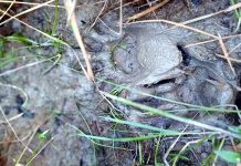 শরণখোলায় আবারও বাঘের হানা, আতঙ্কে ৫ গ্রামের মানুষ