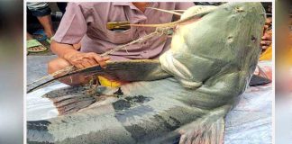 ৯০ কেজির বাঘাইড় মাছের দাম ১ লাখ ৩৫ হাজার টাকা