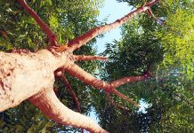 নিম গাছের যত গুণ