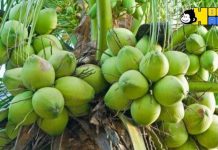 খুলনায় ডেঙ্গুর সঙ্গে পাল্লা দিয়ে বাড়ছে ডাবের দাম