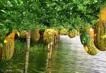 সাতক্ষীরায় লবণাক্ত ঘেরের পাড়ে তরমুজের চাষ
