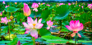 পদ্ম-শাপলার সৌন্দর্যে মুখরিত তেরখাদার ভুতিয়ার বিল, জলাবদ্ধতায় সংকটে কৃষকের জীবিকা