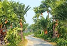 গাছের রসেই ১৫০ কোটি টাকার অর্থনীতি