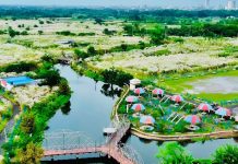 কাশফুলের শুভ্রতায় সেজেছে খুলনার ময়ূর আবাসিক, দর্শনার্থীদের উপচেপড়া ভিড়