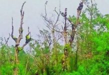 সুন্দরবনের ৩৯ শতাংশ সুন্দরী গাছ রোগের শিকার
