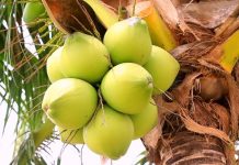 ডাবে পানিভর্তি কিনা, বুঝবেন যেভাবে