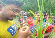 ধানের নতুন জাত উদ্ভাবন করছে খুলনার কৃষকরা